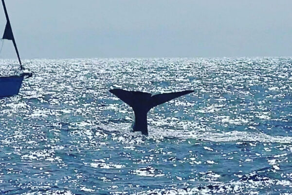 Ballenas y delfines en Fuerteventura